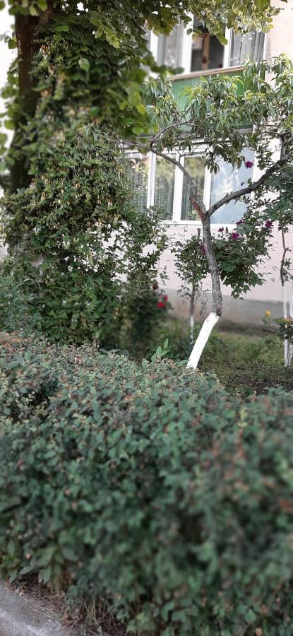 Alice Apartment أراد المظهر الخارجي الصورة